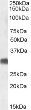 UNC5C Antibody