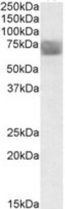 TPP1 Peptide