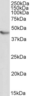 Trem2 Antibody