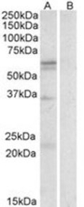 SLC7A5 Peptide