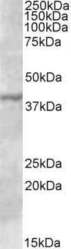 TPCN2 Antibody