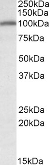 UBR4 Antibody