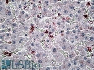 AARSD1 Antibody