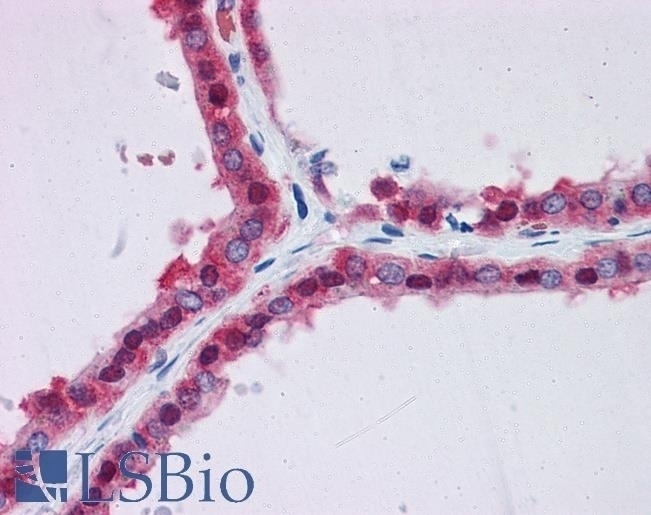 CD244 Antibody