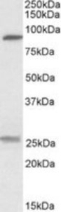 SLC4A11 Peptide