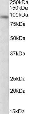 Alpha 4GNT Antibody