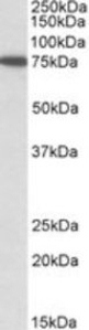 SNX1 Peptide