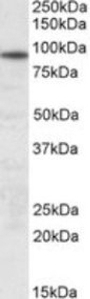 UNC45B Peptide