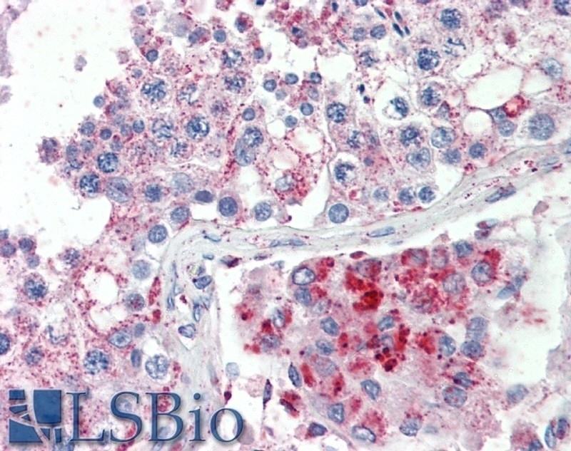 UBP1 Antibody