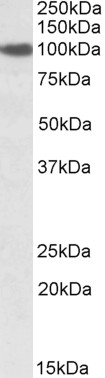 SPAG16 Antibody