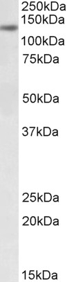 TTLL4 Antibody