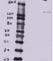 Arl6 Antibody
