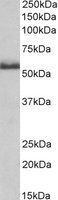 Tnfrsf1b Peptide