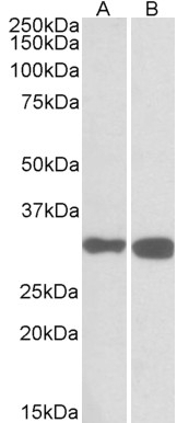 Unc13b Antibody