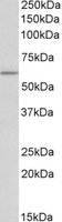 TPH2 Peptide