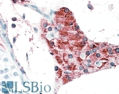 SON Antibody