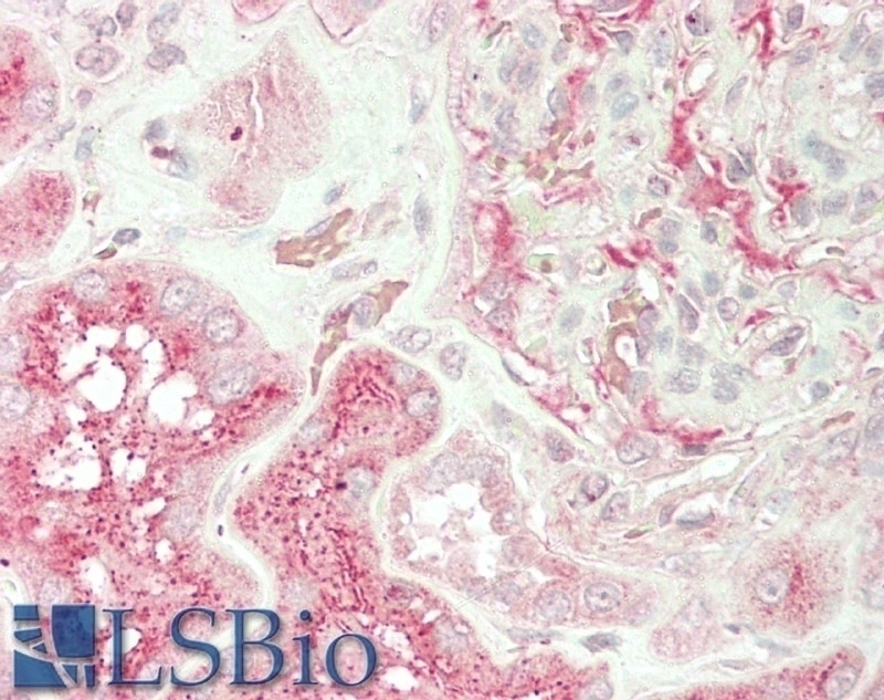 ZIC2 Antibody