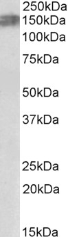 NUP84 Antibody
