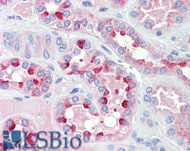 AES Antibody
