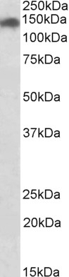 APOL1 Antibody