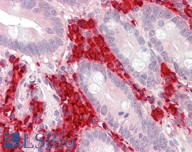 SIRT1 Antibody