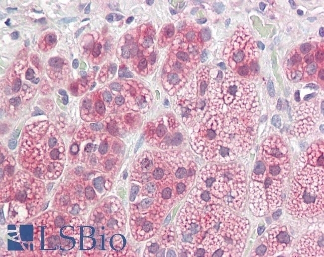 ZEB2 Antibody