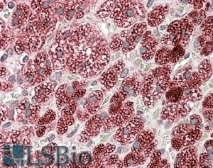 Aspa Antibody