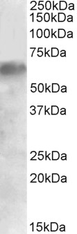 BLK Antibody