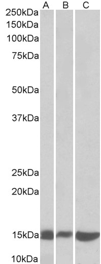 Cd28 Antibody