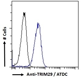 TRIM29 Antibody