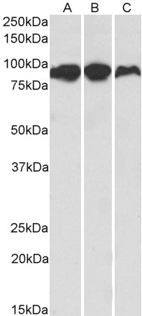 ACO2 Antibody