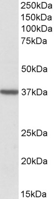 STAB1 Antibody