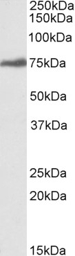 ARMS2 Antibody