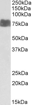 ZGLP1 Antibody