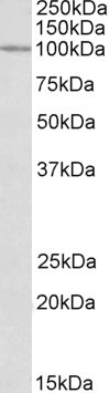 BST2 Antibody