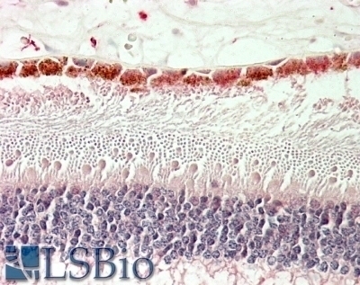 SPINT2 Antibody
