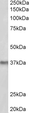 ARTN Antibody