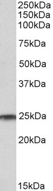 BIRC3 Antibody