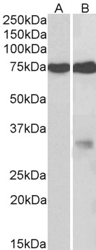 NEK7 Antibody
