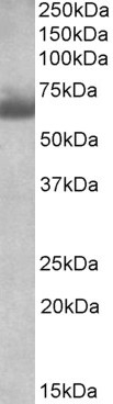 Ascl3 Antibody