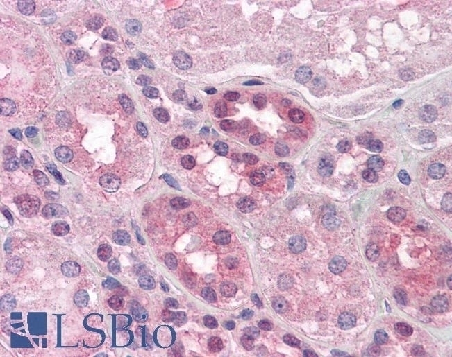 APOA5 Antibody