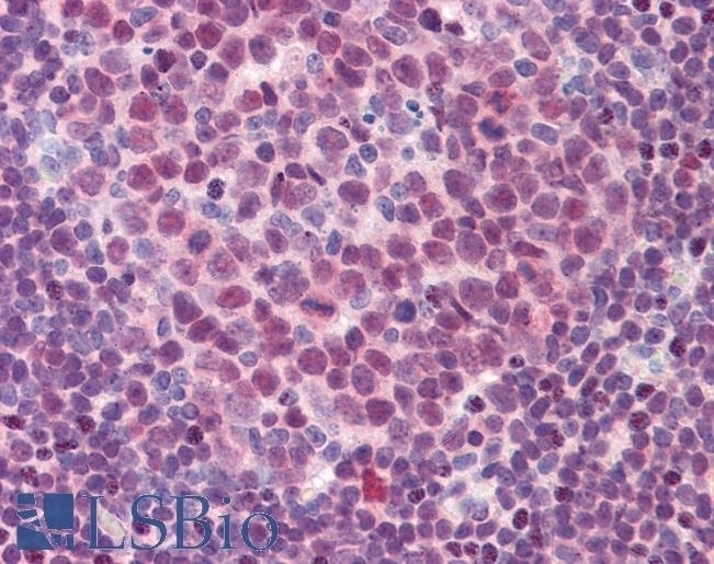 SPI1 Antibody