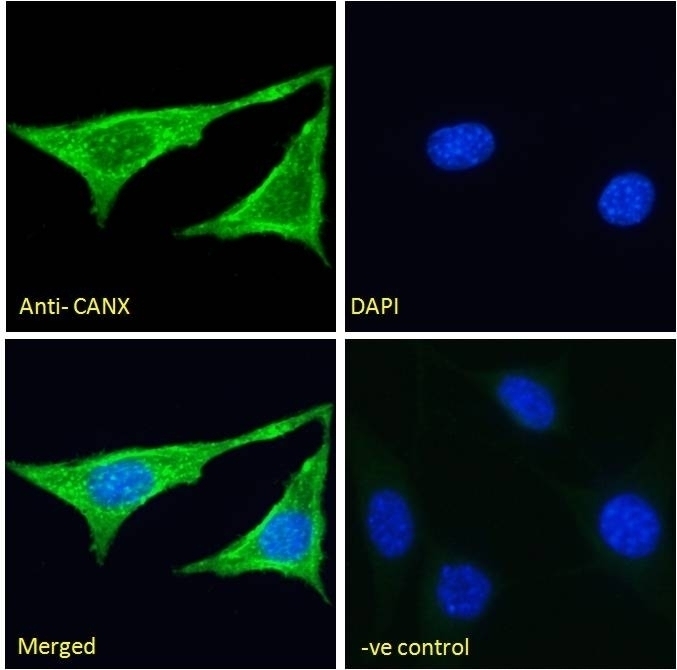 CANX Antibody