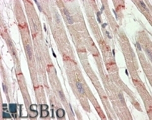 SLC2A4 Antibody