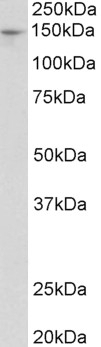 UCHL1 Antibody