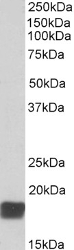 UCHL1 Antibody