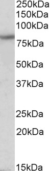 SGCD Antibody