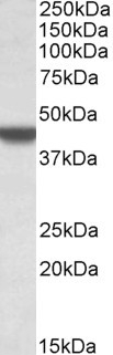 UBASH3A Antibody