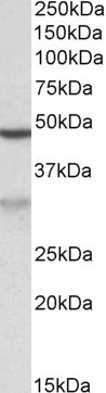 APOBEC3D Antibody