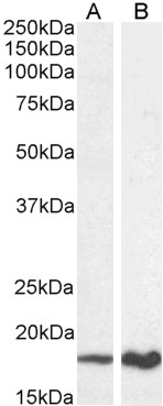 App Antibody